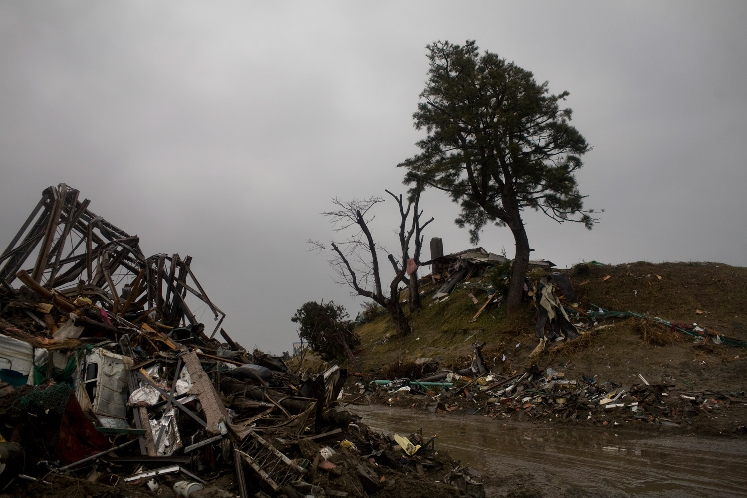 A tree is surrounded by destruction in Natori on March 15, 2011