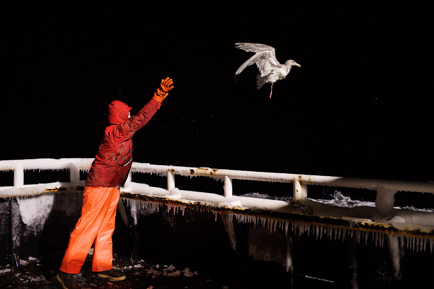 Freedom Bird, 2010
                              At night, and most often during storms, sea birds would crash land on the deck of the boat. Arnold and his shipmates would routinely throw them overboard.  We never really know if we are tossing them to their deaths or helping them get away,  says Arnold.