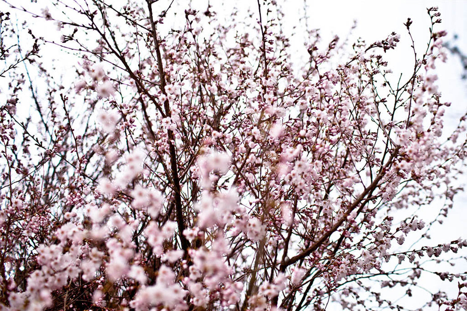 Cherry blossoms near the Fukushima Daiichi Nuclear Power Station.