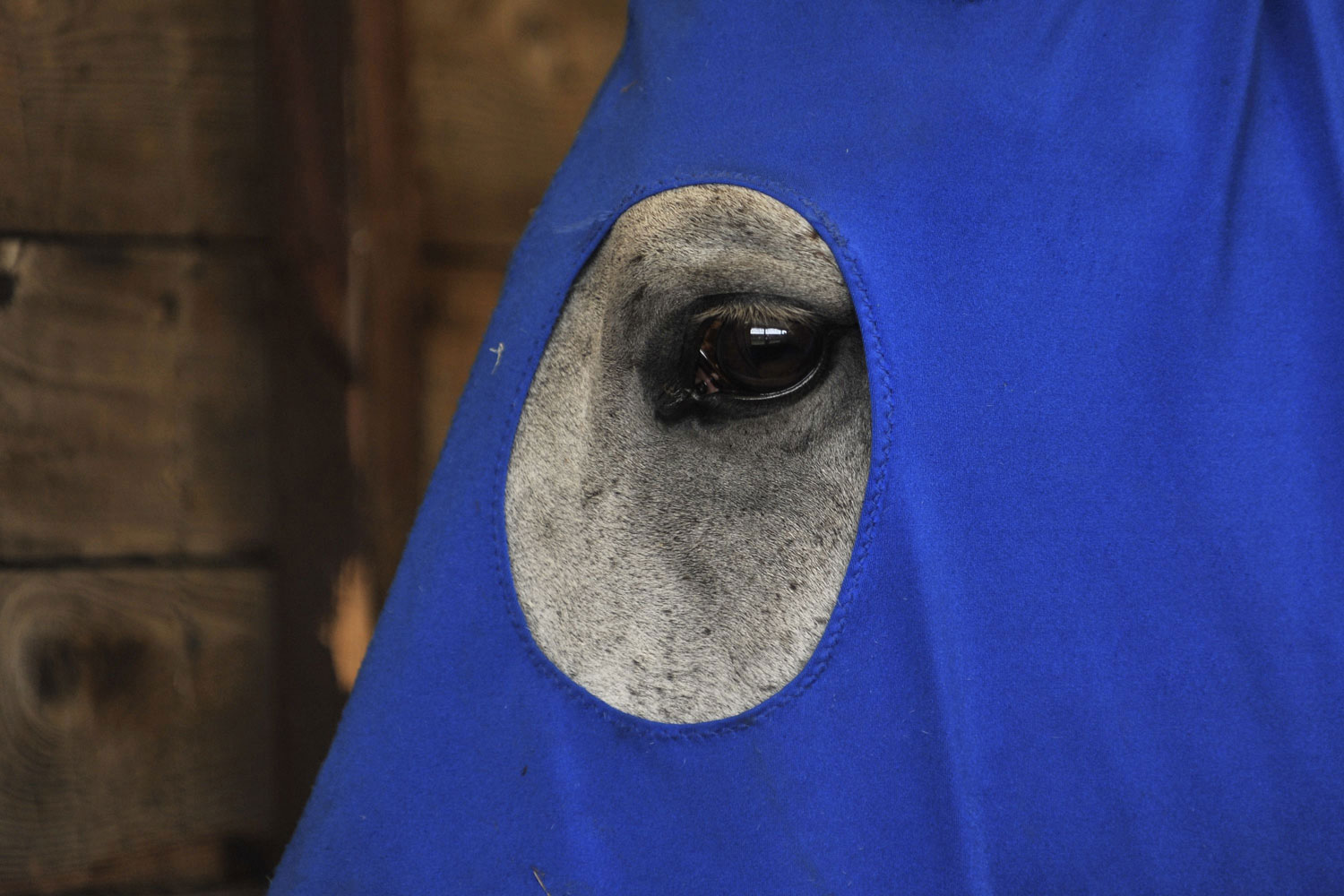 May 11, 2011.  One of the beauties at the Windsor Castle horse show in England looks through its royal blue headgear. The animal exhibition began in 1943.