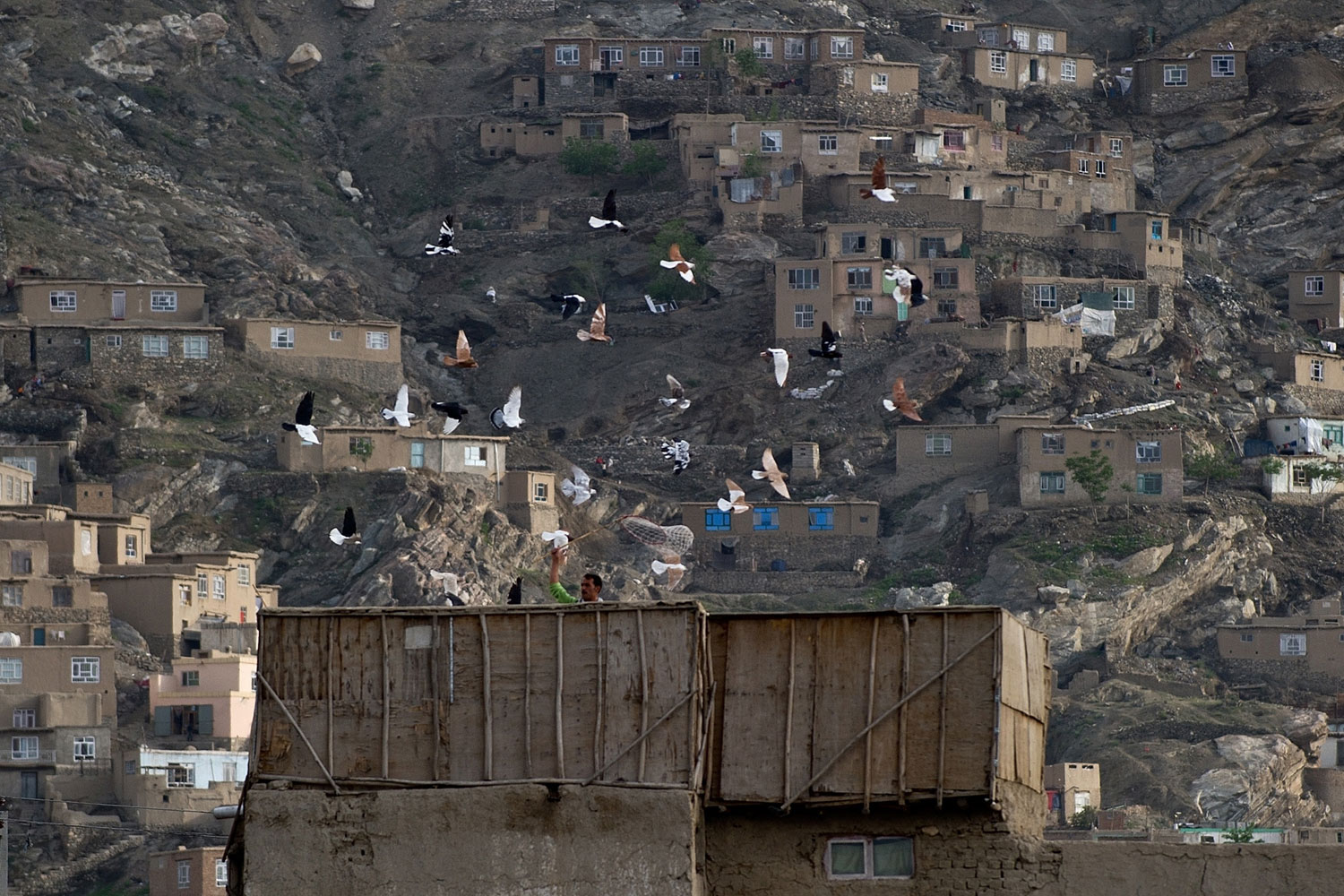 May 6, 2011.  An Afghan man catches pigeons on a rooftop in the old city of Kabul.