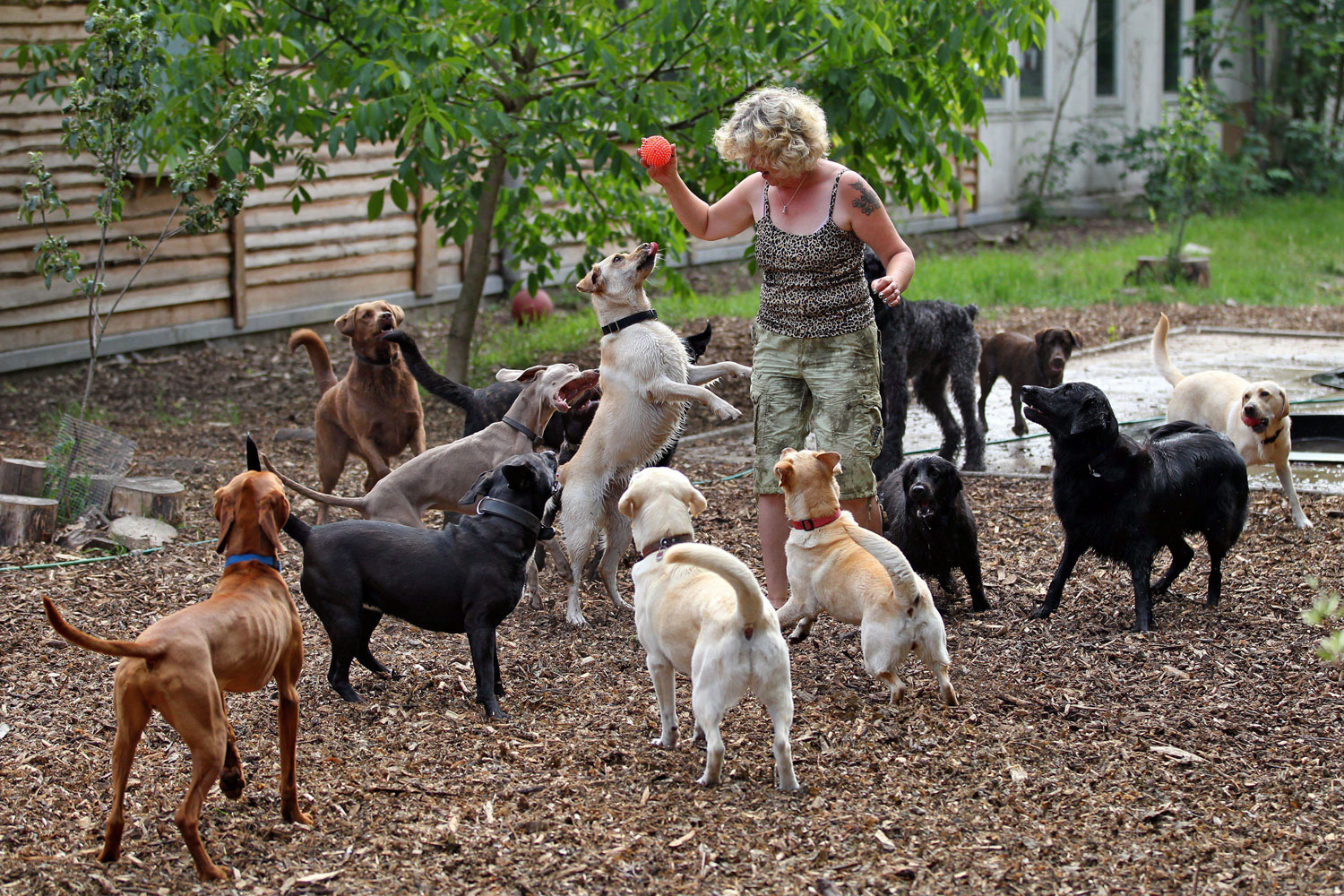 Dog physiotherapist Petra Rudolph plays with the dogs in their dog kindergarten in Leipzig, Germany. Mrs. Rudolph provides a full-time care for dogs usually left bored in their apartments.