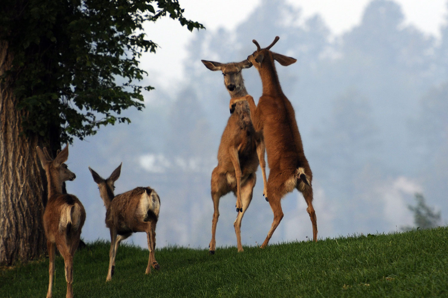 Deer interact with each other while smoke covers the town of Los Alamos from the Las Conchas fires near Los Alamos, New Mexico. The fires torched torched 60,000 acres, or about 93 square miles, in less than two days.