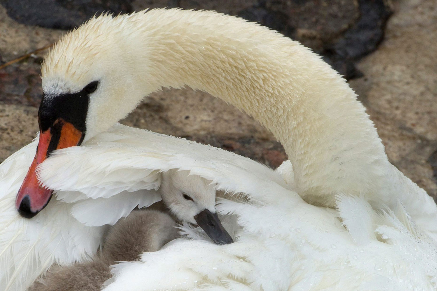 A young swan snuggles to its mother in Stralsund, Germany, July 2, 2011.