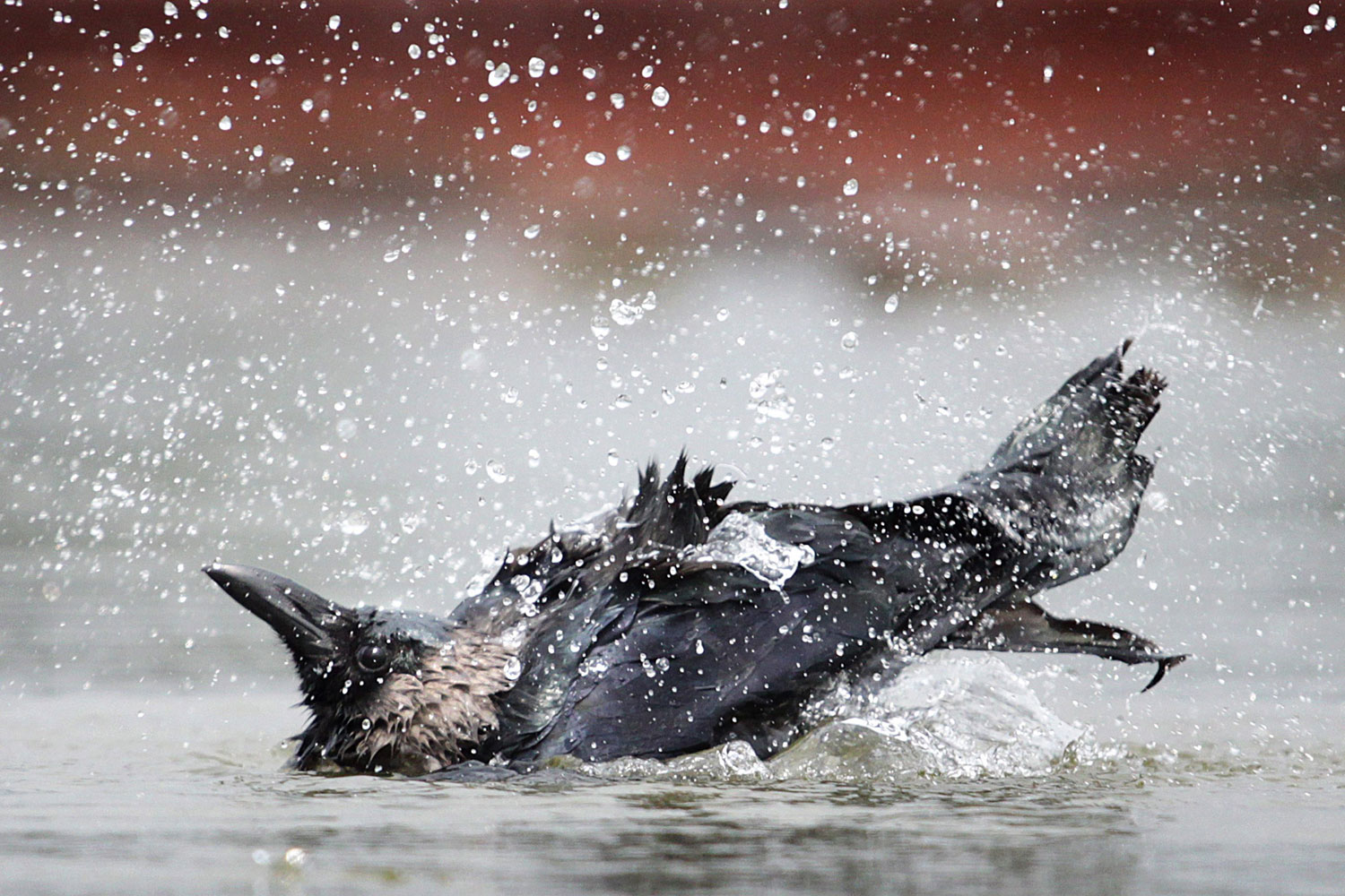 A crow splashes in a water pond during rains near the Indian president house in New Delhi, India, July 9, 2011.