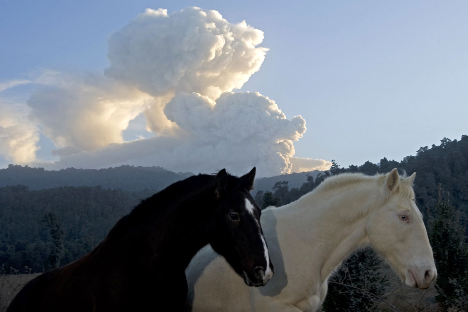 Horses are seen as a cloud of ash billows from the Puyehue volcano near Osorno, 870 km south of Santiago.
