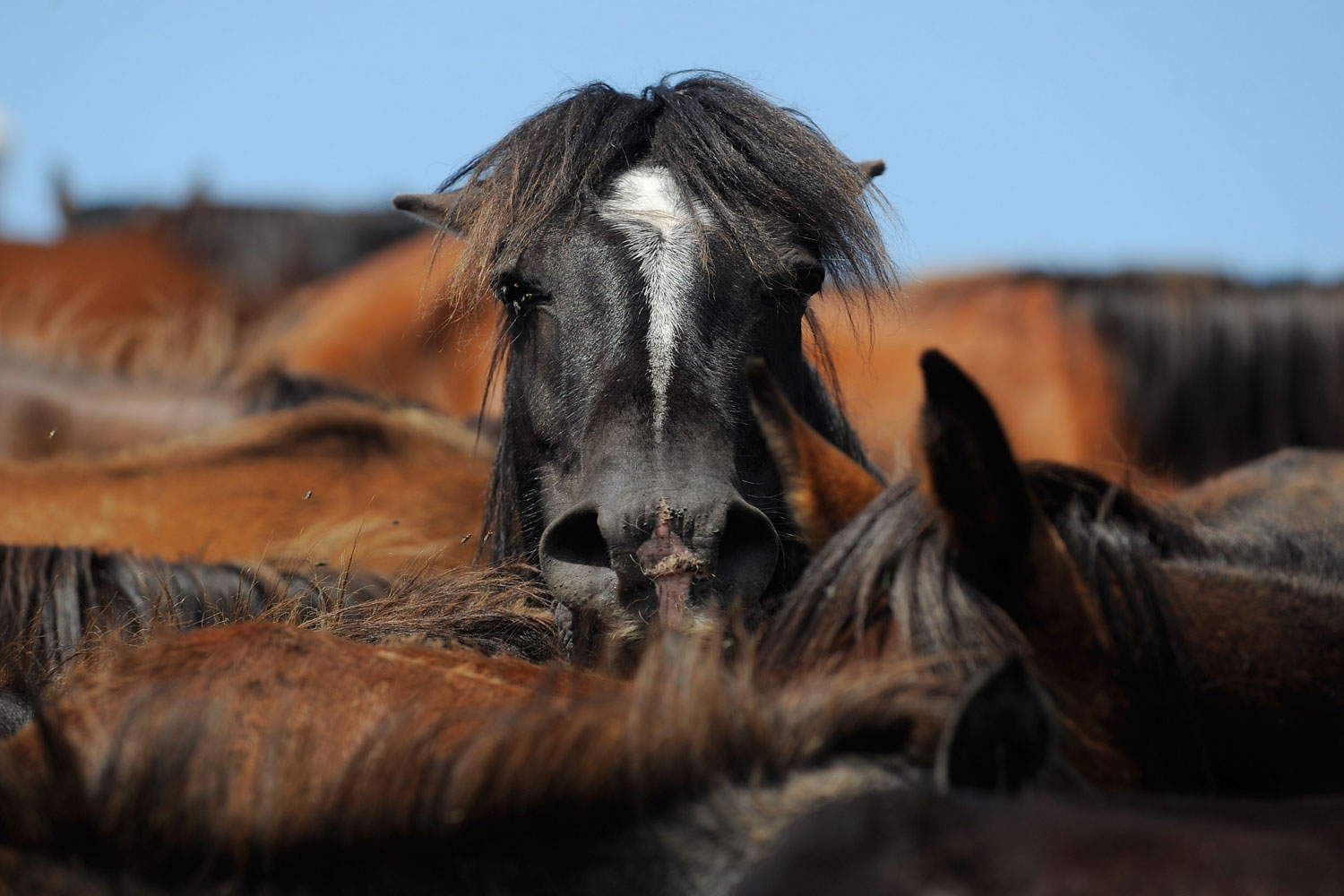 Wild horses are rounded up in the hills on the eve the Rapa das Bestas festival in Sabucedo, Spain. Wild horses are brought down from the mountains in the festival to be tamed in Sabucedo and re-relased to the wilderness with a new micro chip attached.