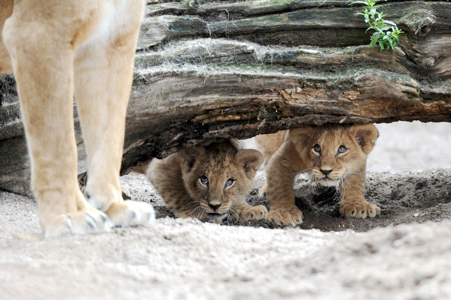 Two lion cubs and their mother Tembesi explore their enclosure at Animal Park Hagenbeck in Hamburg, Germany.