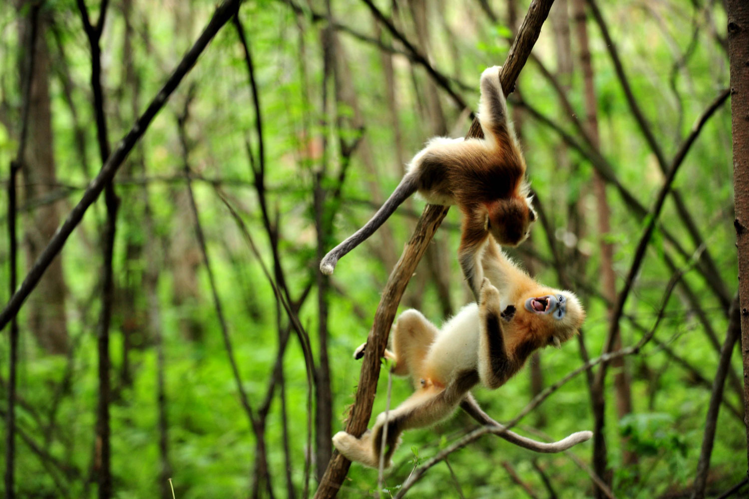 Golden monkeys plays on a tree in Shennongjia Nature Reserve of central China's Hubei Province, July 3, 2011. A golden monkey research center in Longtan of Shennongjia embraced eight baby monkeys in this year.