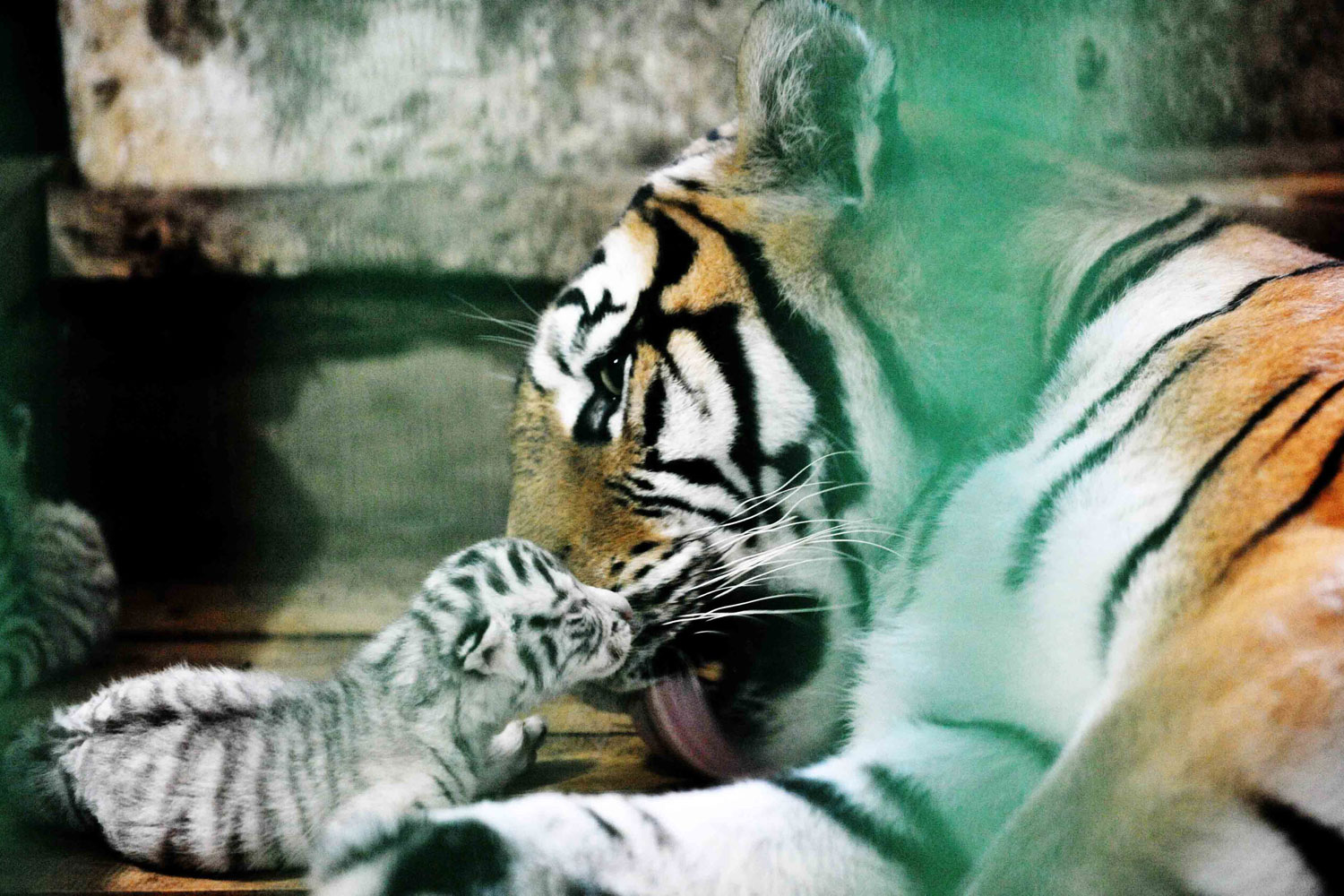 A female Siberian tiger licks a baby Bengali white tiger in the Heilongjiang Siberian Tiger Garden in northeast China's Heilongjiang Province, July 4, 2011. Five baby Bengali white tigers were born on July 1 in the Heilongjiang Siberian Tiger Garden, the world's biggest Siberian tiger garden, which is the first time in the history of the garden. The Siberian tiger is now suckling the five baby tigers for the mother Bengali white tiger is lack of latex.