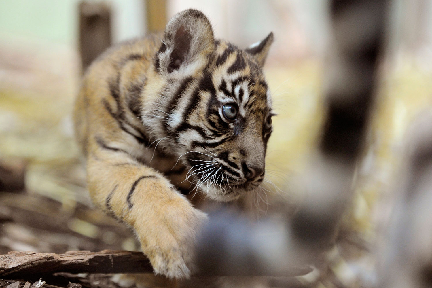 A still nameless tiger baby plays in its compound at the zoo in Frankfurt, Germany, July 5, 2011. The young tiger and its nameless sibling, children of tiger Malea, are the latest attraction in the zoo and draw a large audience.