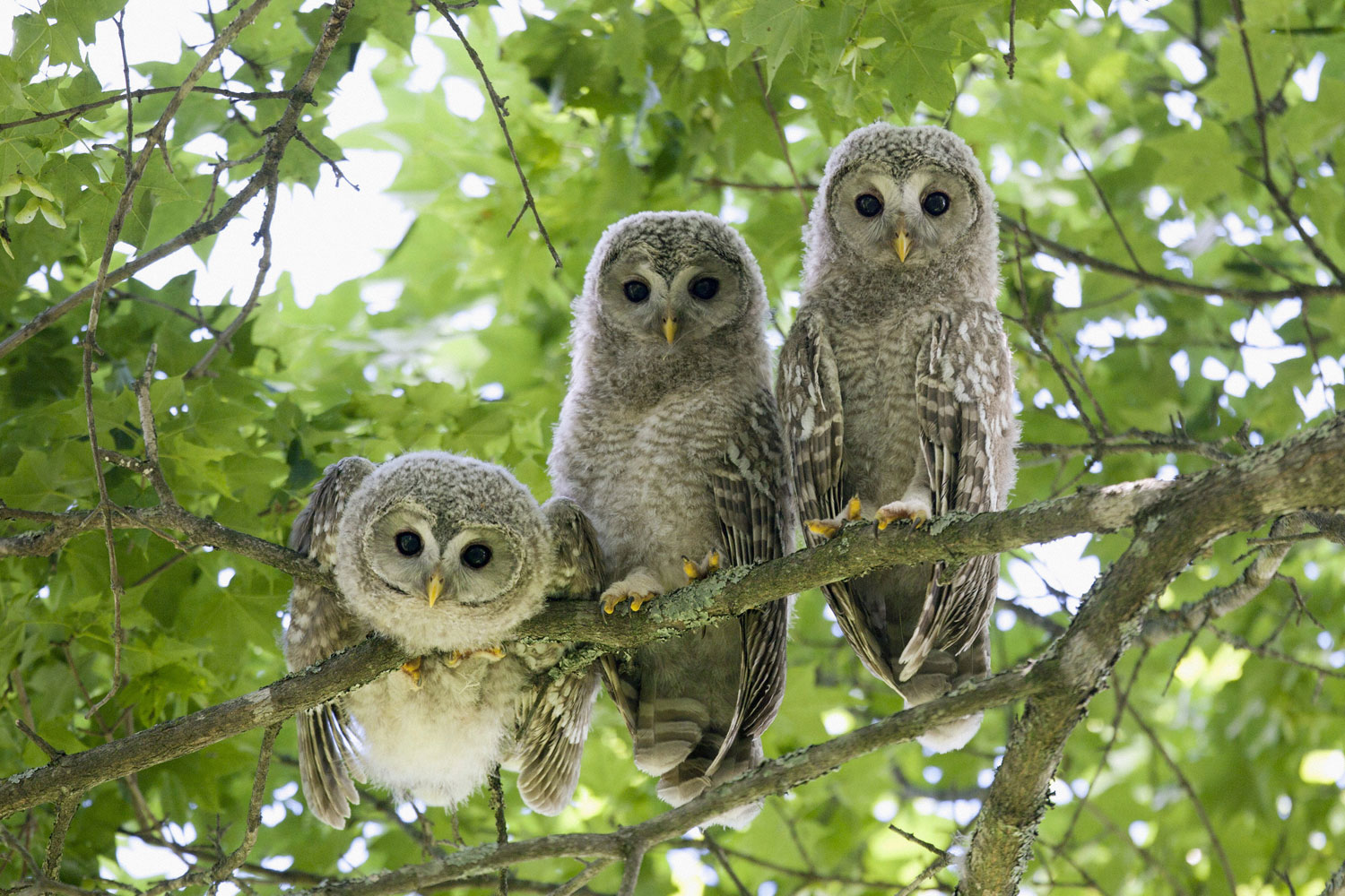 Three Ural owl chicks roost in a tree in the Kushiro area of Hokkaido, northern Japan, July 6, 2011.