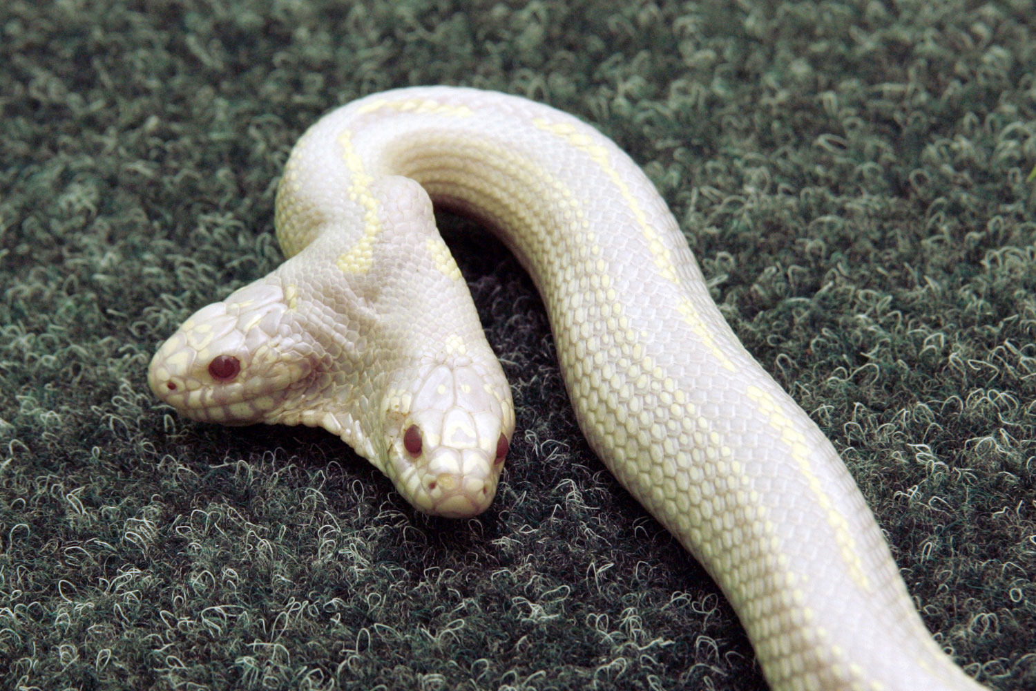 The 3-year-old two-headed royal albino python displayed at Skazka Zoo in Yalta city, July 11, 2011. It has been borrowed from Germany for a tourist season.