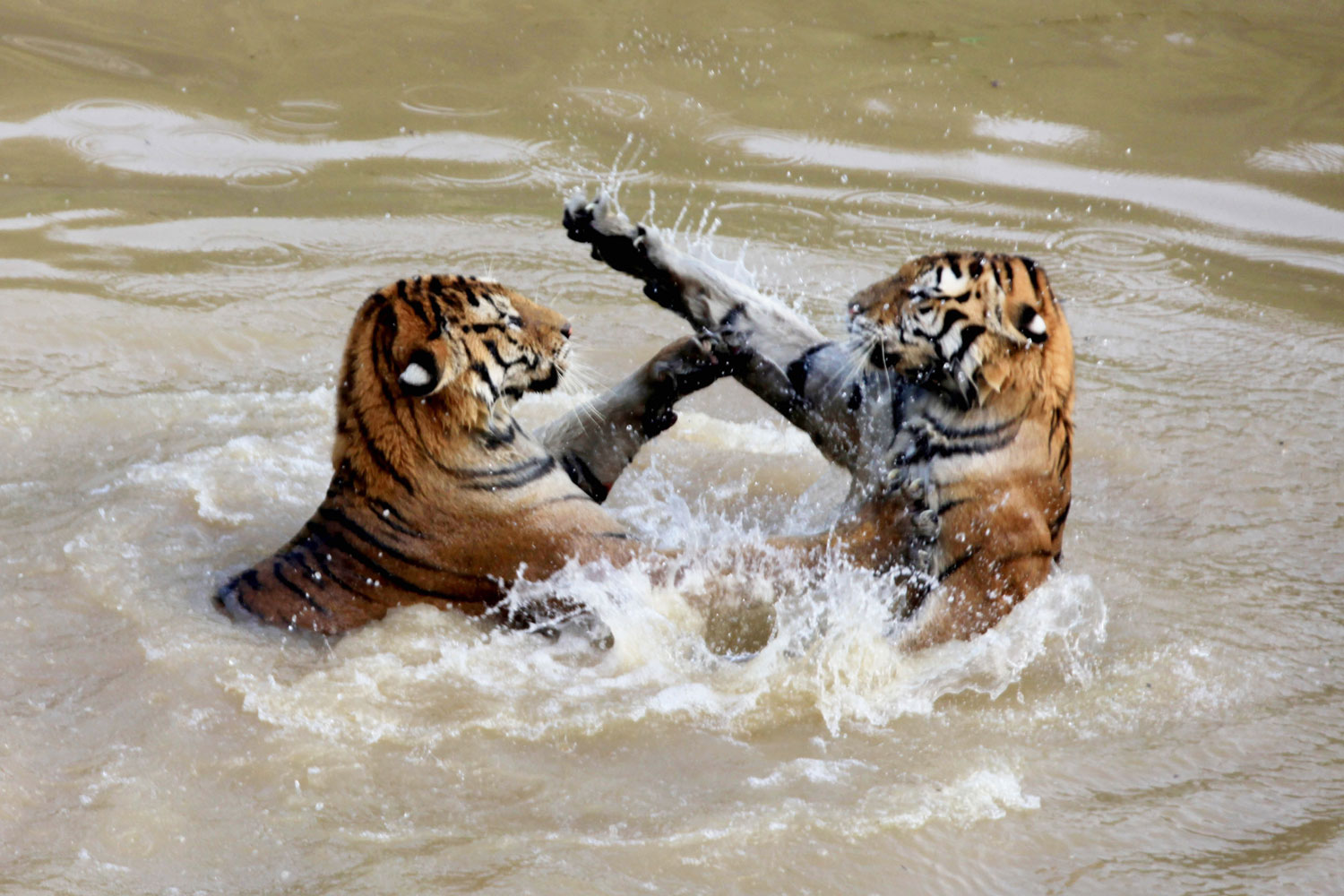 Tigers play in the water in the Huangshan Mountain of east China's Anhui Province, July 22, 2011. As the temperatures in Hunagshan rise, tigers in Huangshan choose to play in the water to relieve the summer heat.