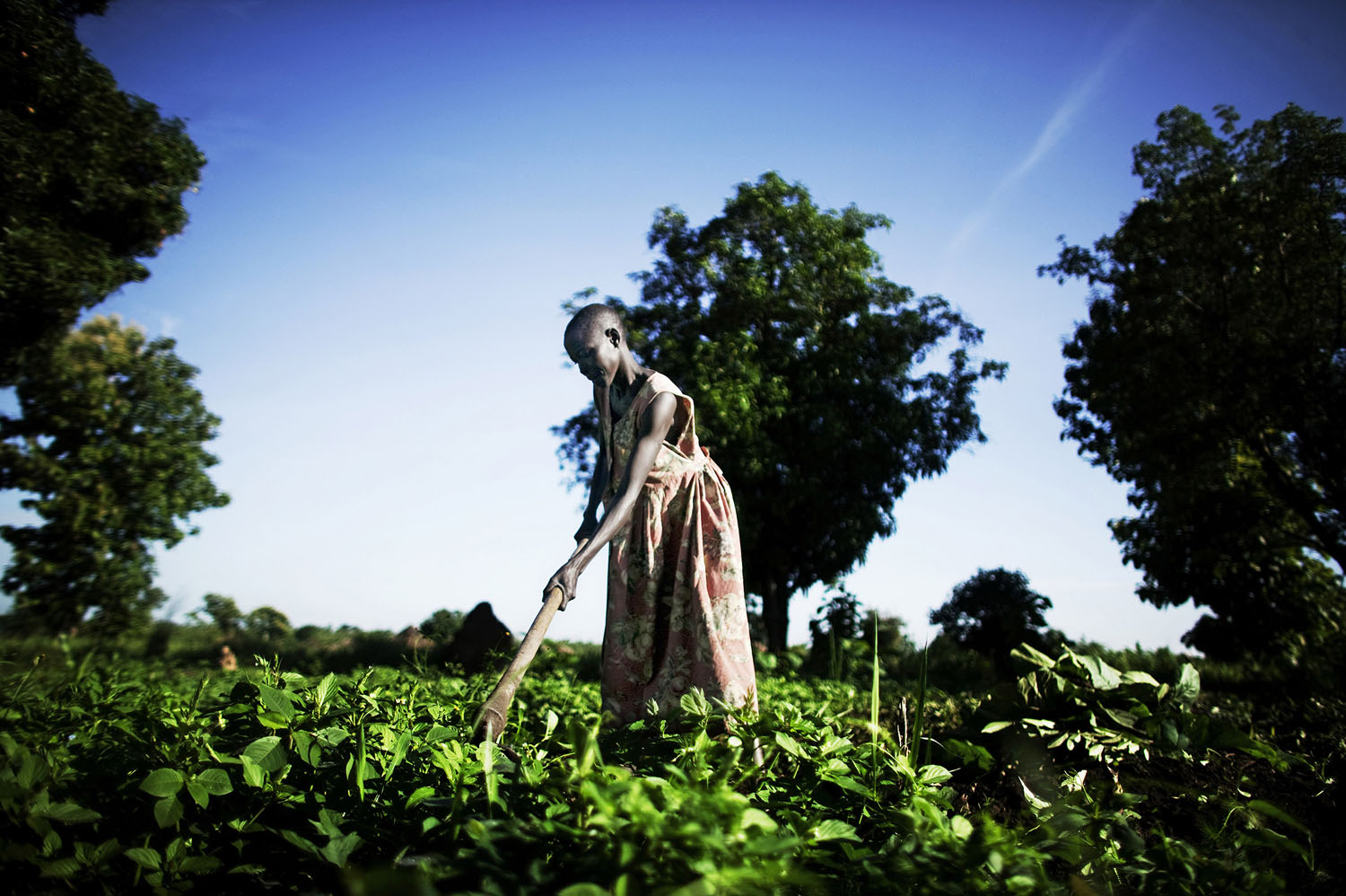 A woman tends to her garden in the fertile lands along the southern border with Uganda. The tribes in the deep south are agriculturalists and differ significantly in collective personality from the semi-nomadic pastoralists of central southern Sudan.