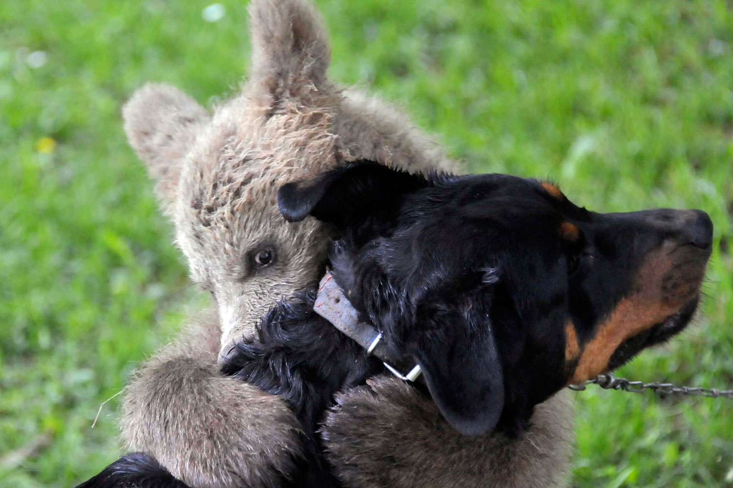 A brown bear (Ursus arctos) cub, Medo, plays with the Logar family dog in Podvrh village, central Slovenia. The Slovenian Logar family has adopted the three-and-half-month-old bear cub after it strolled into their yard. Although the family would like to prepare a fenced enclosure for it, veterinary authorities would prefer to move it into a shelter for wild animals.