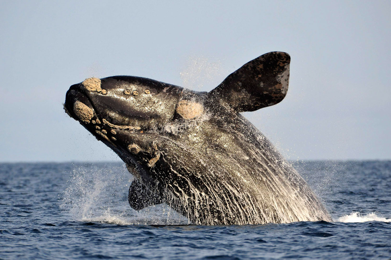 A southern right whale, known in Spanish as 'ballena franca austral,' jumps out of the water in the Atlantic Sea near Argentina's Patagonian village of Puerto Piramides. The whales regularly come to breed and calve in this marine reserve from June to December.