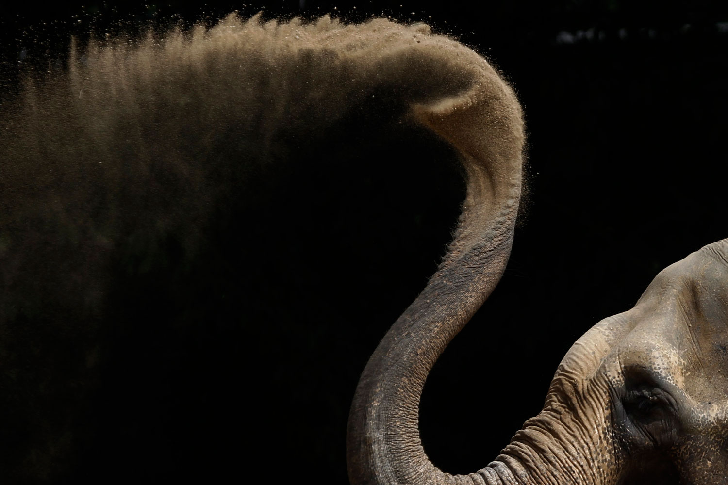 An Asian elephant dries off with sand in his enclosure at the zoo in Karlsruhe, Germany.