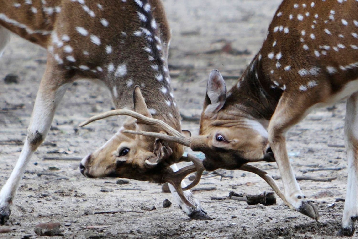 Spotted deers lock horns inside a deer park in the premises of Pashupatinath Temple in Kathmandu, July 12, 2011. Spotted deer are also known as Chital deer or Axix deer commonly inhabit on wooded regions of Nepal, India, Sri Lanka, Bangladesh, Bhutan and Pakistan.