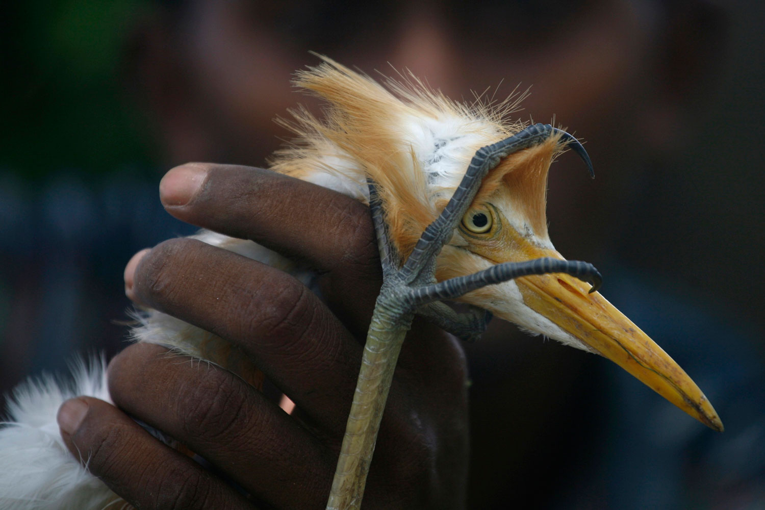 A man displays a crane that he caught from a pond in Noida, located in the northern Indian state of Uttar Pradesh, July 13, 2011.