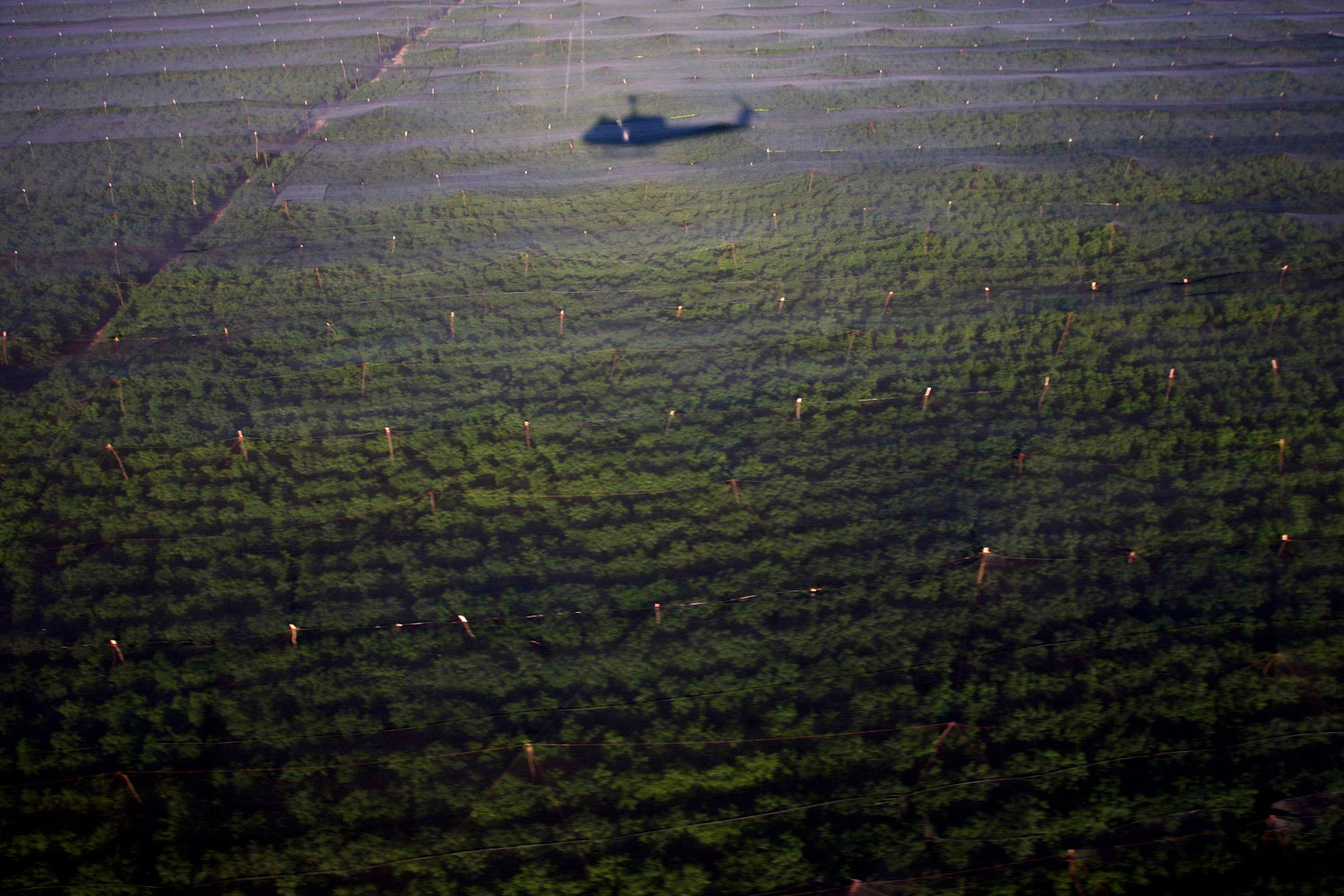 July 13, 2011. An army helicopter casts a shadow over parts of the biggest marijuana plantation found in Mexico, in San Quintin, about 220 miles from Tijuana. Mexican soldiers discovered the plantation in a remote desert surrounded by cacti. Soldiers patrolling the area found 300 acres of pot plants being tended by dozens of men.