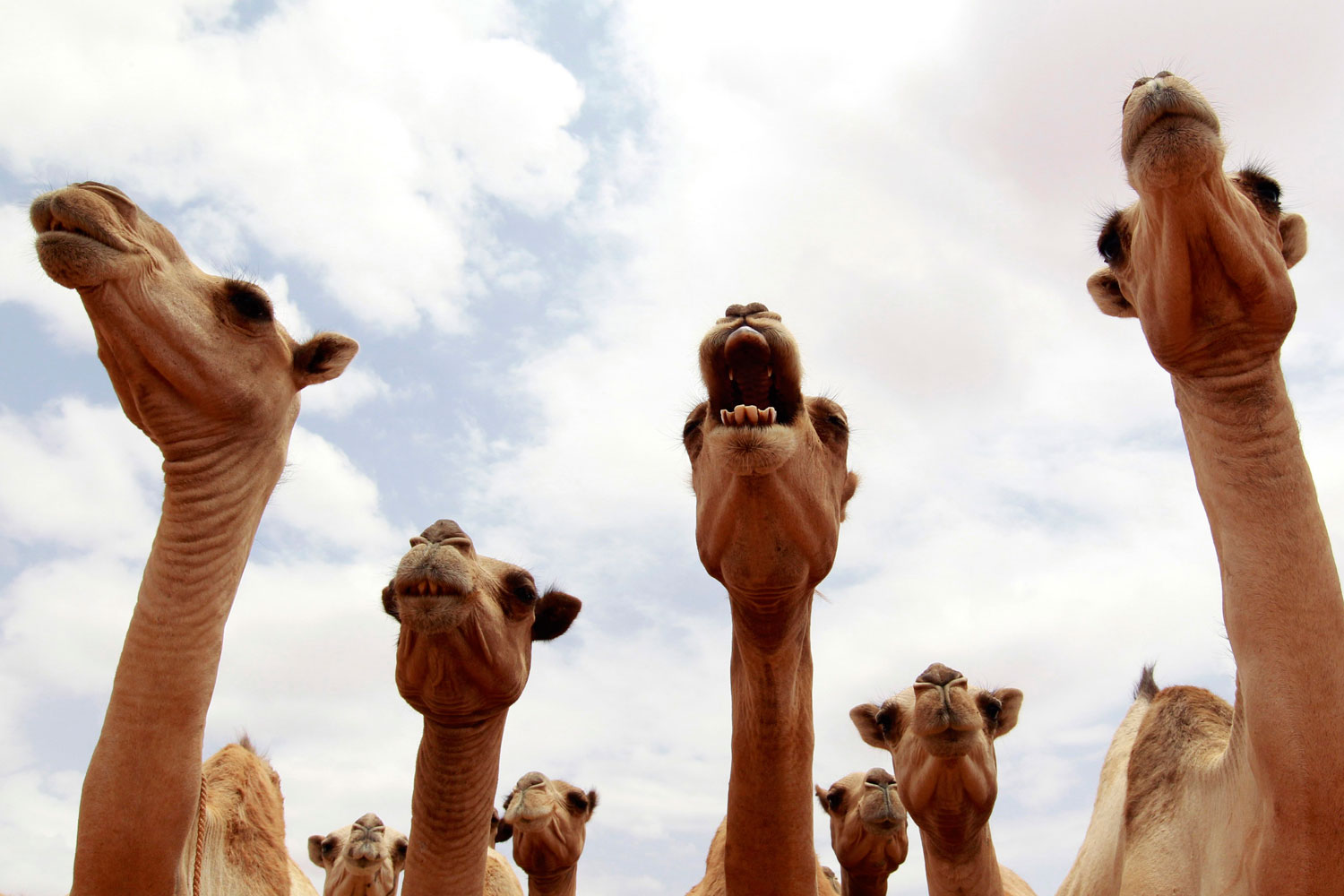 Camels wait for their turn to drink water from a tank near Harfo, 70 km from Galkayo northwest of Somalia's capital Mogadishu, July 20, 2011. The United Nations on Wednesday declared famine in two regions of southern Somalia, and warned that this could spread further within two months in the war-ravaged Horn of Africa country unless donors step in.
