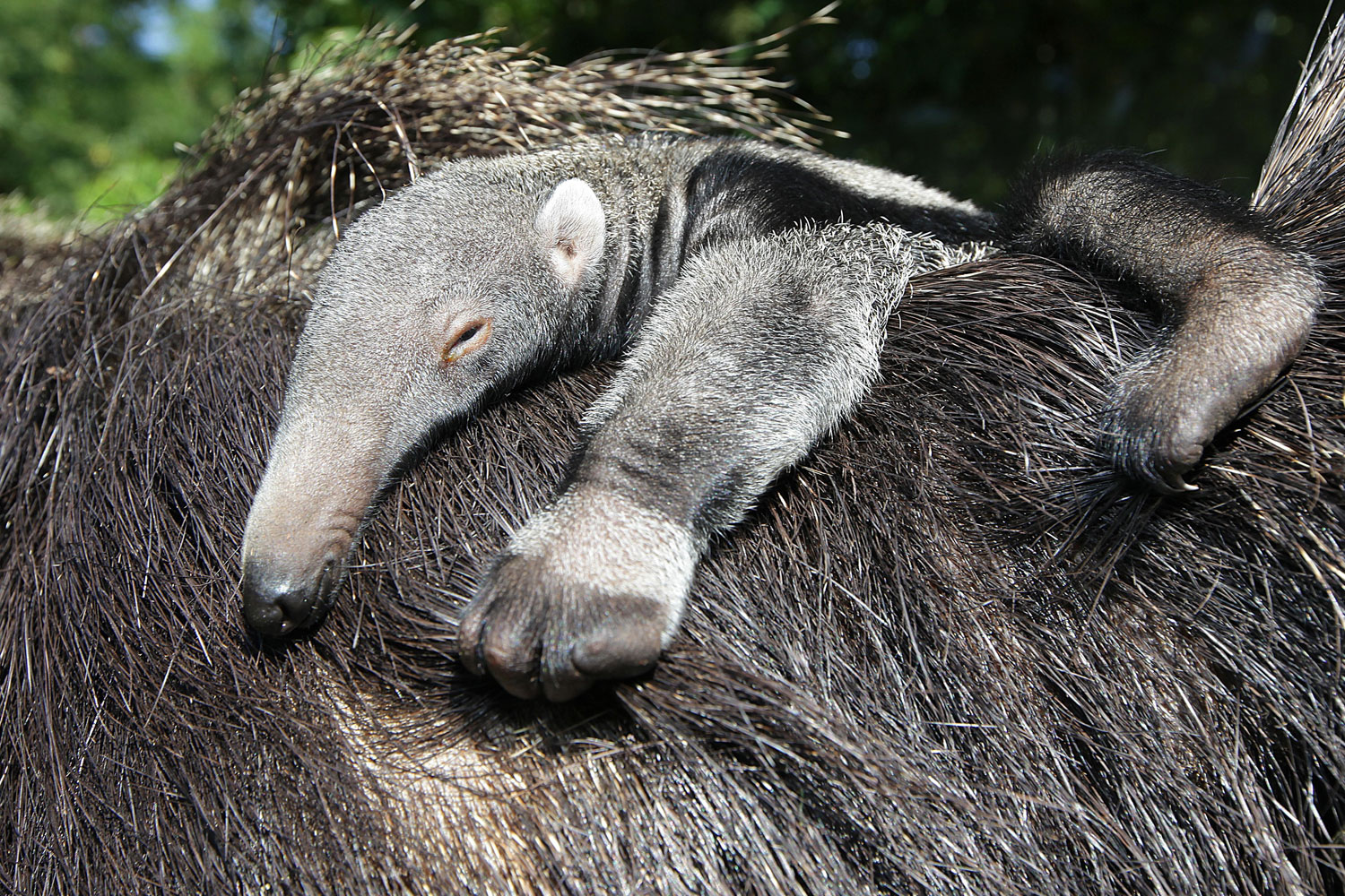 A Newborn Anteater baby relaxes on its mother Stella's back at Bergzoo Halle, Germany.