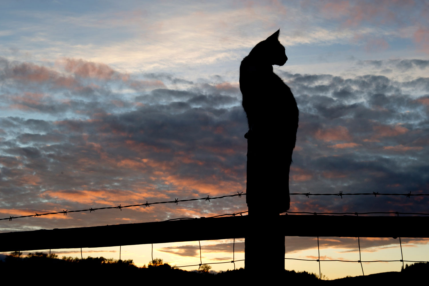 A cat climbs on a fence as the sun sets on a farm near Roseburg, July 21, 2011.