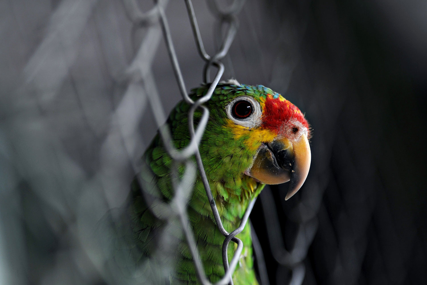 A red forehead parrot in its cage in the Animal Rescue Center at the National Zoo, some 16 km south of Managua. The Nicaraguan National Zoo opened the first shelter rehabilitation for wild animals rescued from illegal trafficking of endangered species, with support from the government, businessmen and the United States.