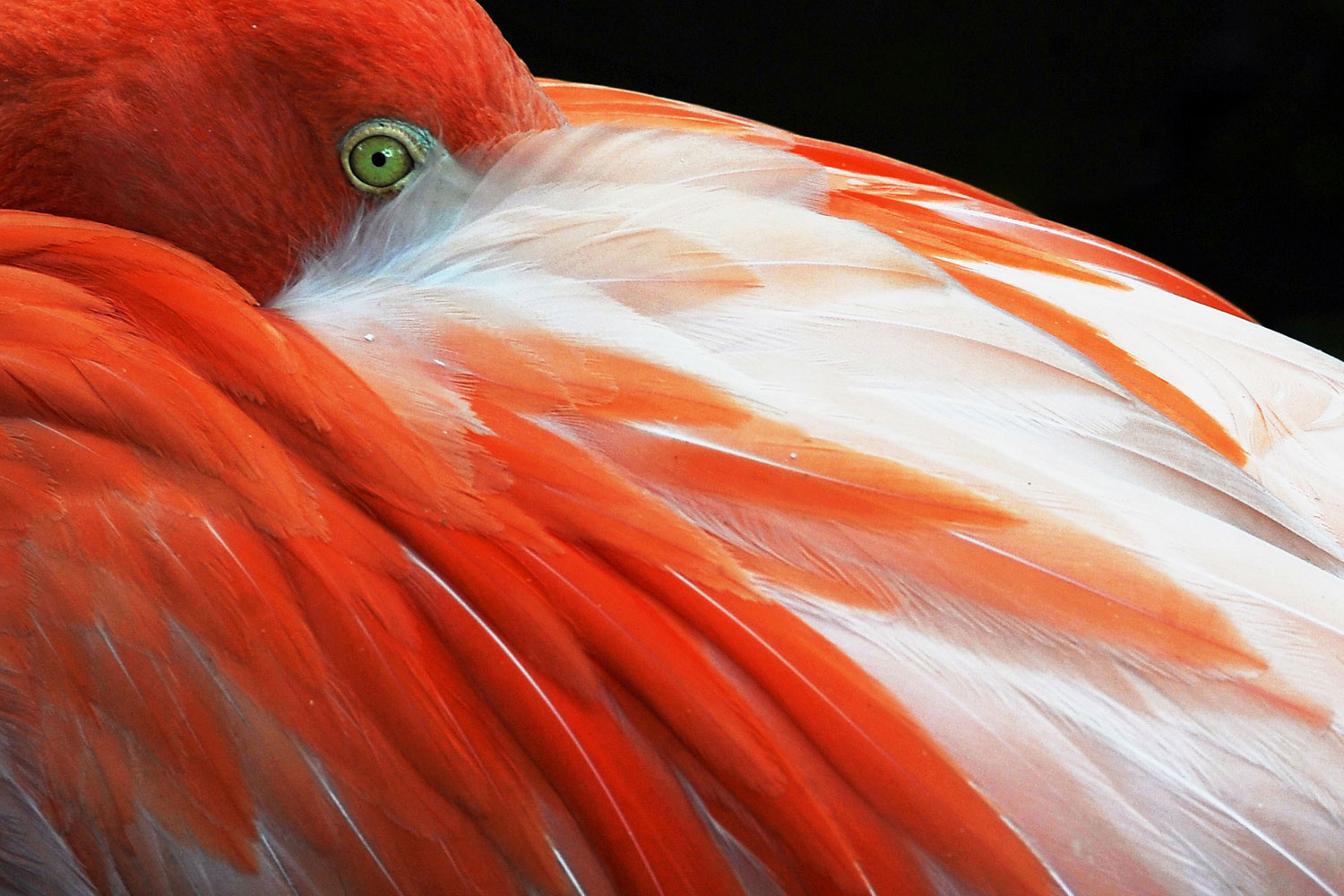 A pink flamingo is pictured at the zoo in Cali, Valle del Cauca department, Colombia, July 13, 2011.