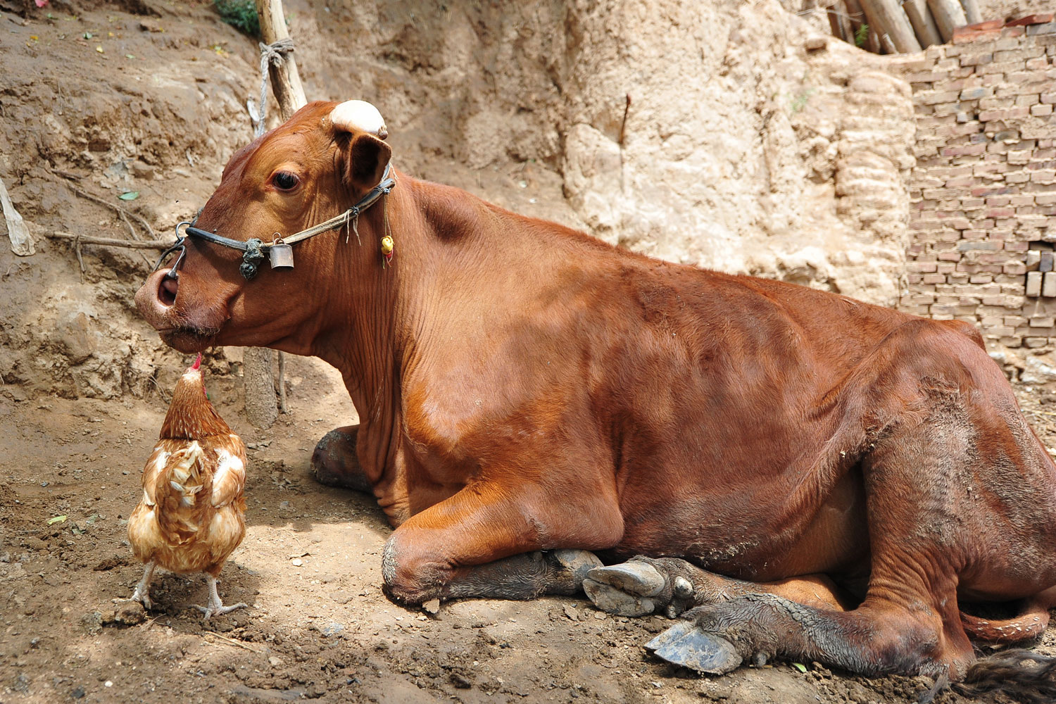 A hen is seen  kissing  an ox in a village in Taiyuan, Shanxi Province of China. The hen was pecking food from the ox's mouth.