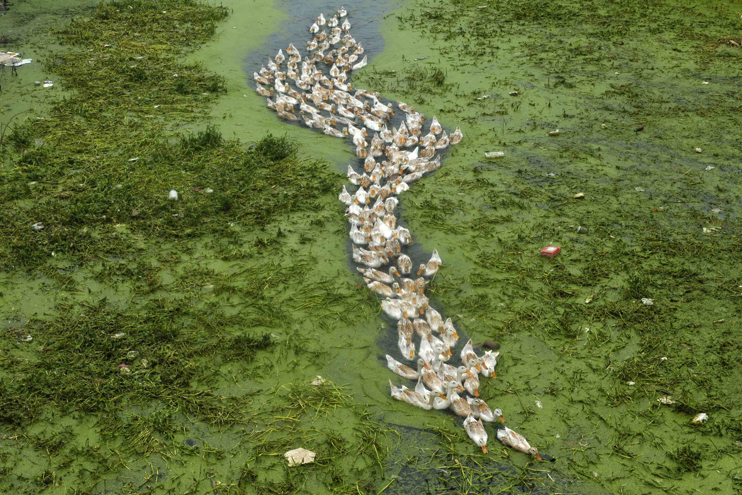 Ducks swim in a polluted river, covered by green algae in Jiaxing, Zhejiang Province of China, July 11, 2011.