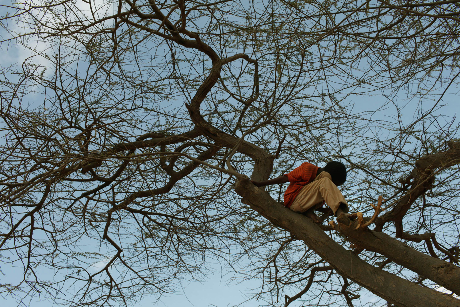 A small boy hides in a tree in Dagahaley Camp.