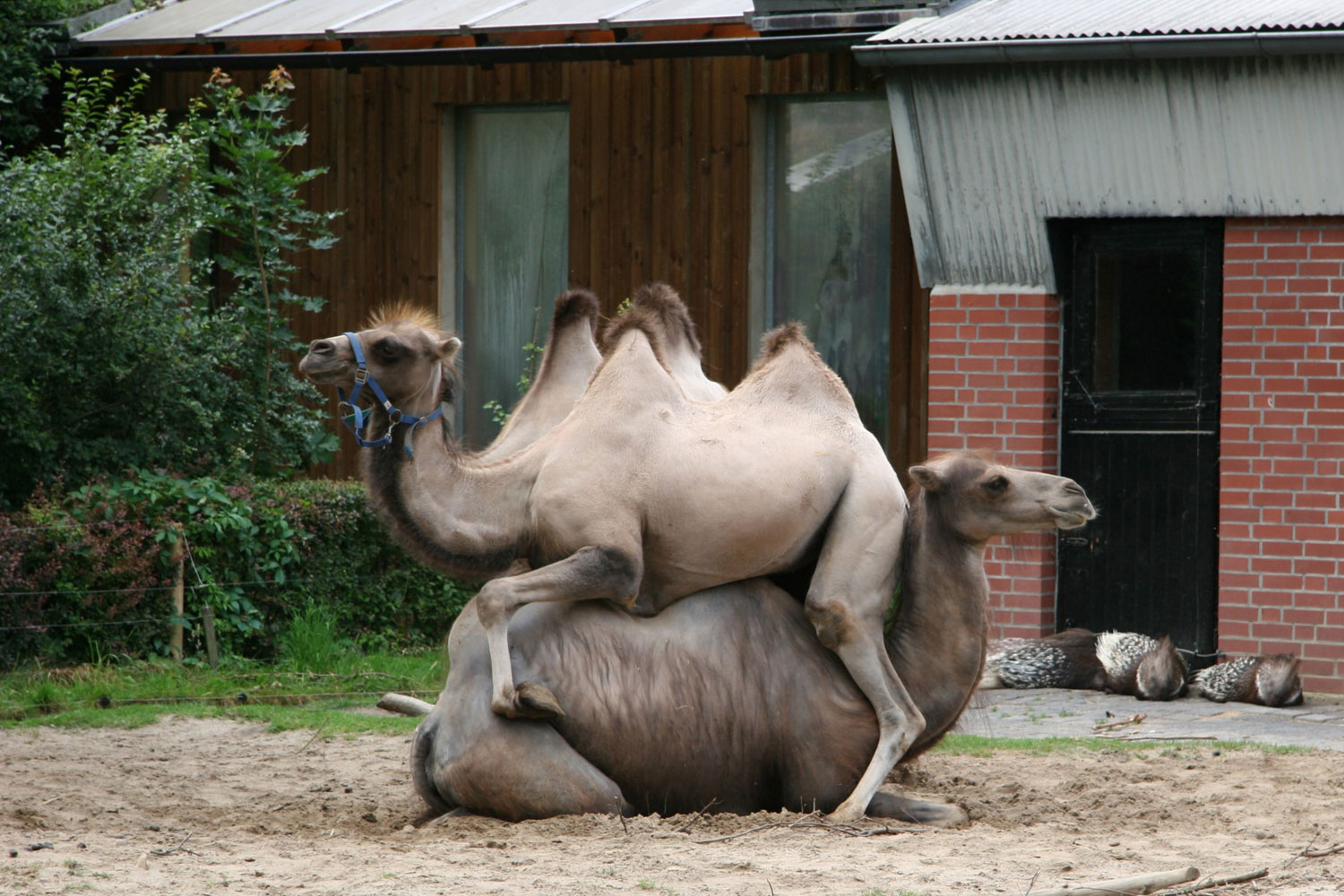 Two camels sit on top of each other in their enclosure at the zoo in Braunschweig, Germany. It is not clear if the camels regular places in the enclosure have been taken over by other residents of the zoo.