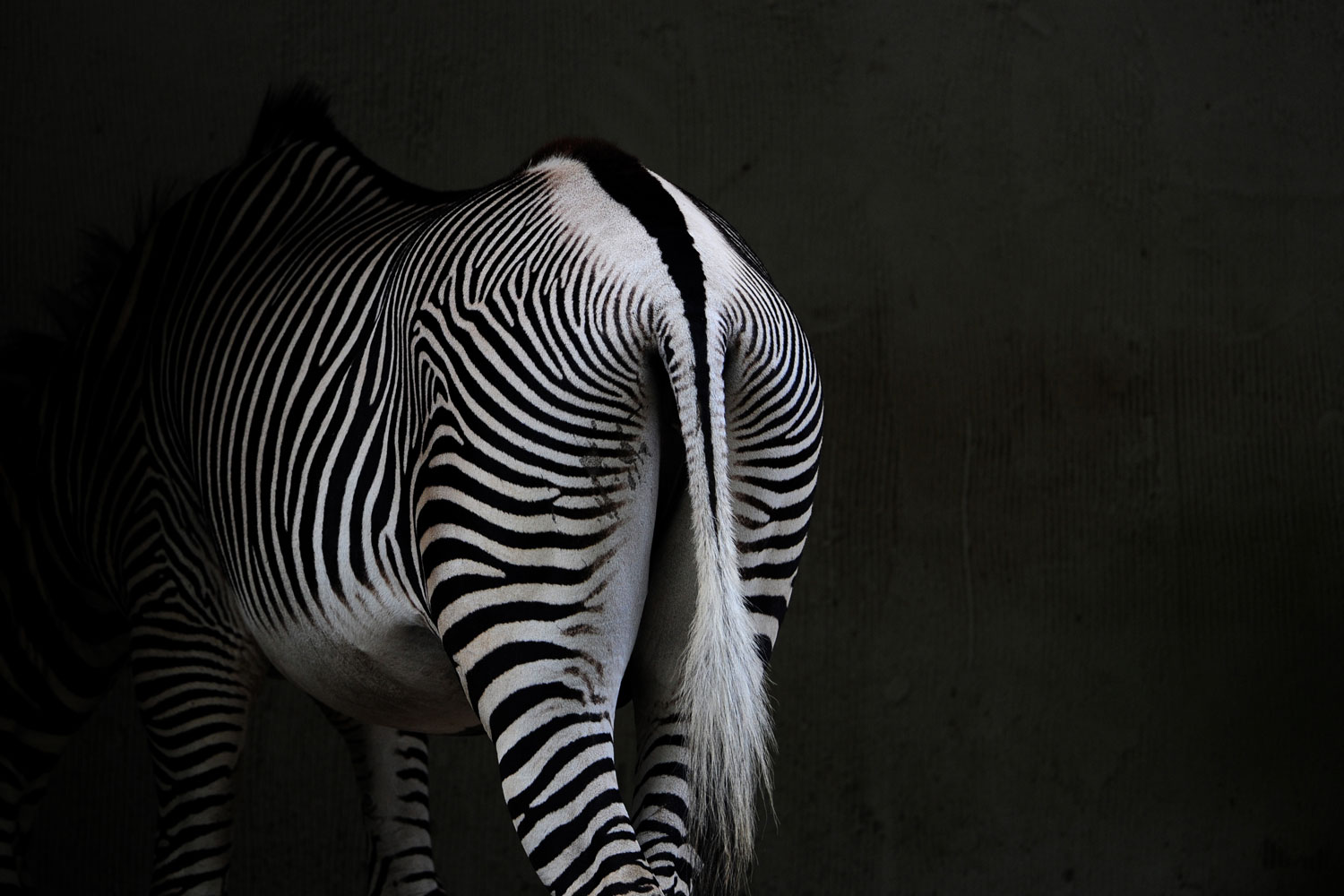 A zebra in its enclosure in Berlin's Zoo.