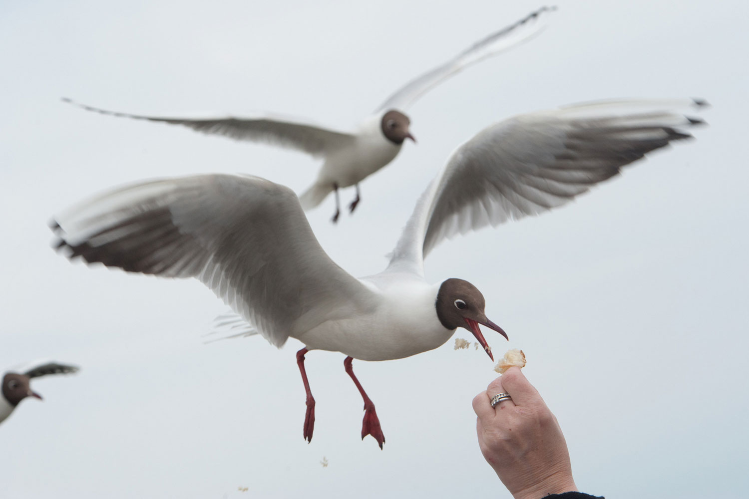 A woman feeds a seagull with breadcrumbs in Zinnowitz on the Baltic island of Usedom, northeastern Germany. Spring brought unsettled weather to the region with temperatures around 20 degrees Celsius.