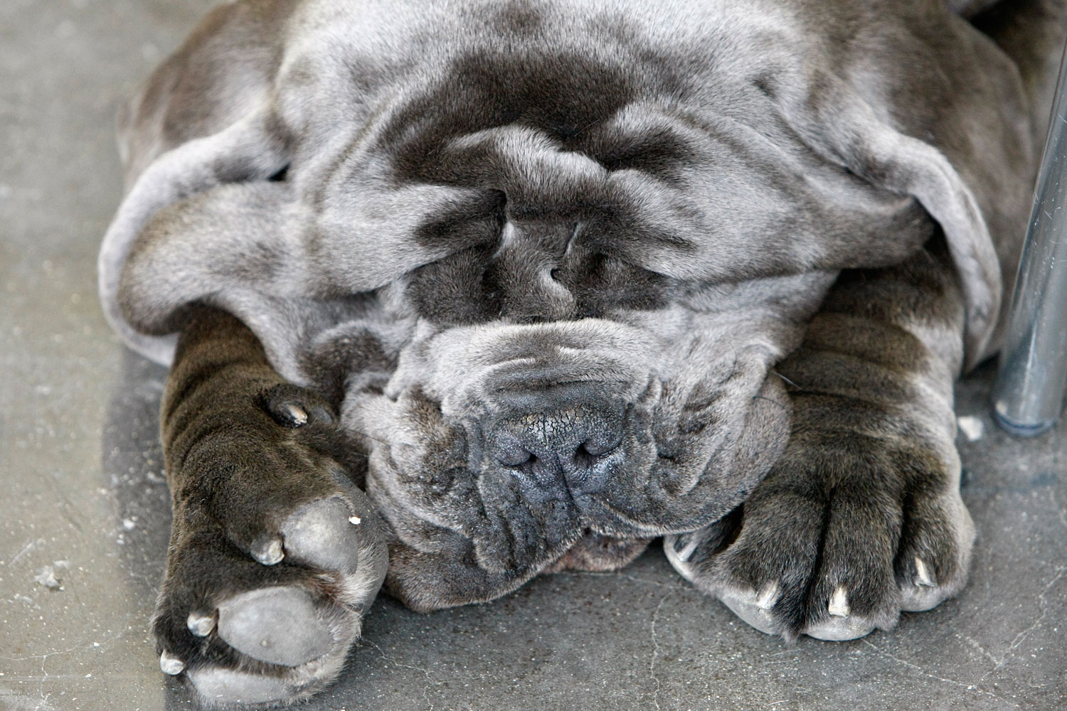 Ava, a 20-month old Mastino Napoletano, rests after winning the dog contest in her category, during the World Dog Show in Villepeinte, north of Paris.