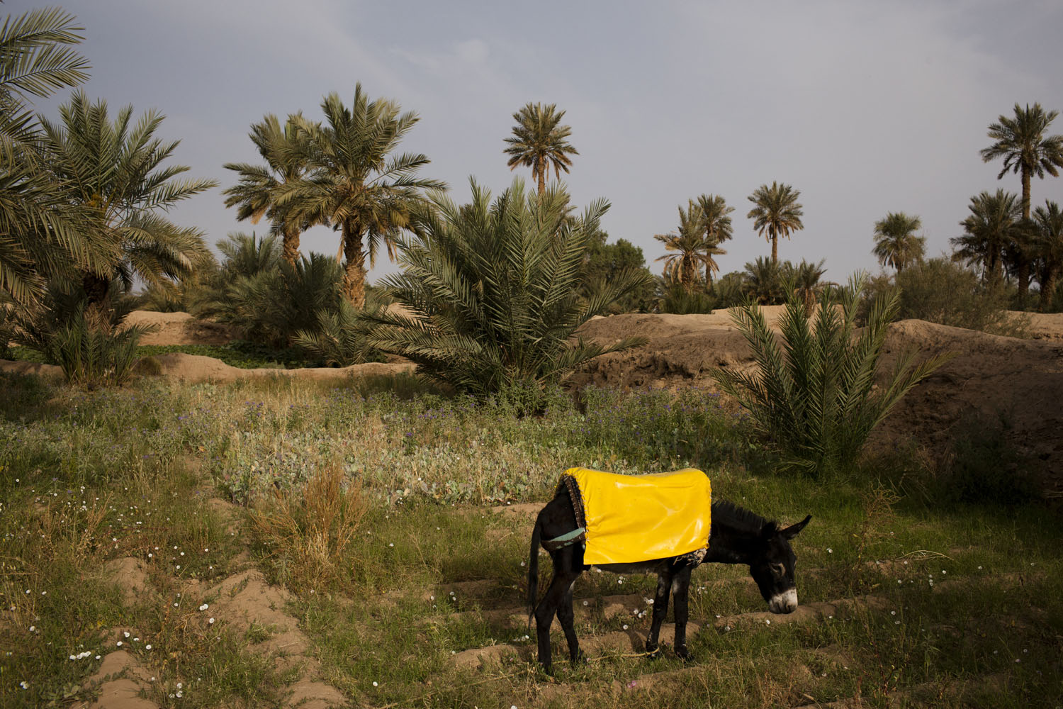 Morocco, Sijilmasa, 2011. 
                              A donkey is seen close to Sijilmasa, where Ibn Battuta stayed for four months to prepare for his journey across the Sahara.