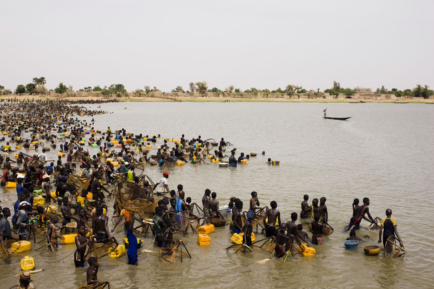 Mali, Djenne, 2011. 
                              Hundreds of fishermen take part in a yearly fishing festival to force all of the fish towards one end of a lake.