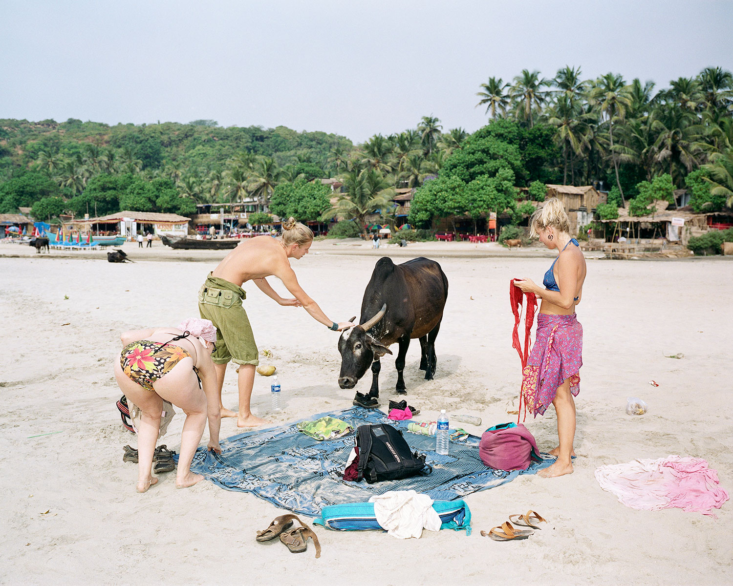 Three backpackers defend their beach towel against a cow. Cows can move with complete freedom in India and in Goa they love the tourists' towels in Arambol, India, January 2007.