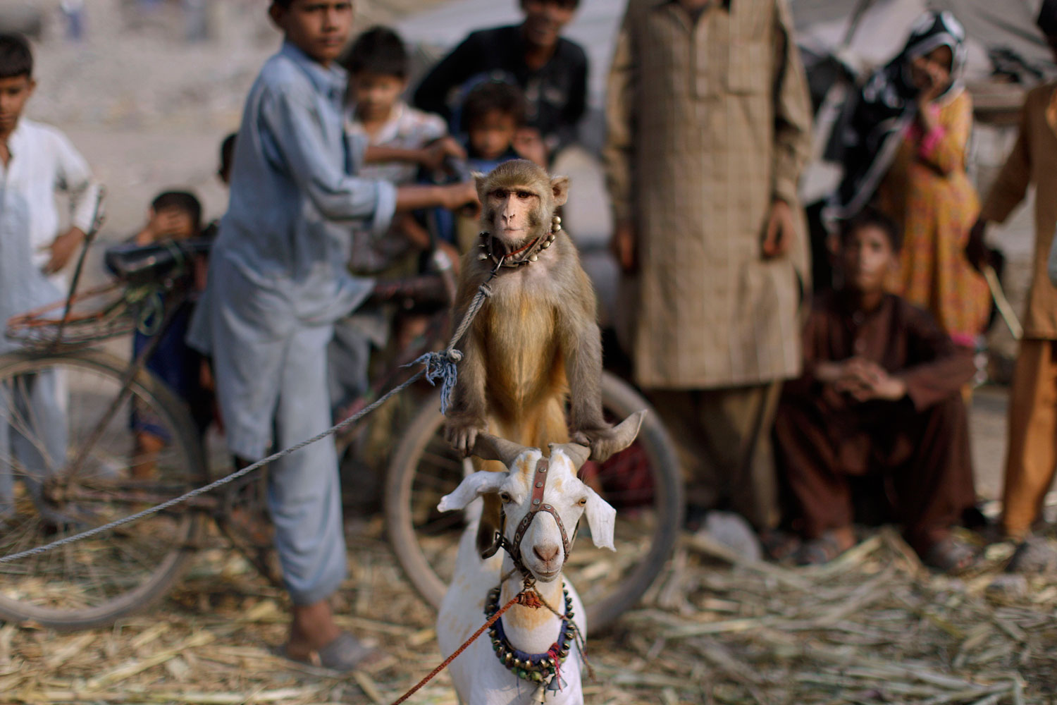 Pakistanis look at a trained monkey standing on a goat, in Lahore, Pakistan, Wednesday.