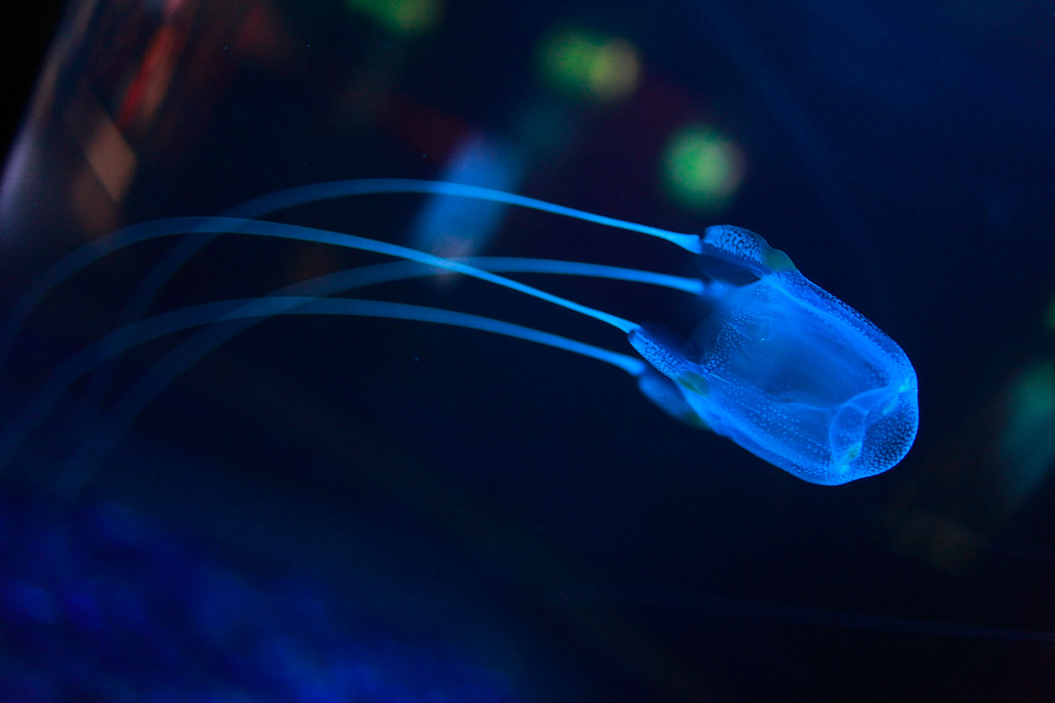 A Box Jellyfish swims at the Two Oceans Aquarium in Cape Town, South Africa, August 1, 2011. Box Jellyfish occur off the West coast of South Africa and are often encountered in swarms by scuba divers. These Jellyfish have strong tentacles armed with thousands of stinging cells called Nematocysts. The cells are used to stun and kill prey which is then pulled into the mouth by the tentacles.