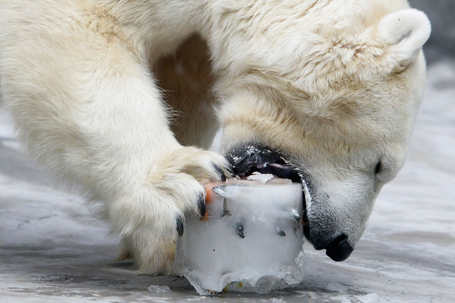 A polar bear eats an ice fruit cake inside its enclosure at Prague Zoo, July 26, 2011.