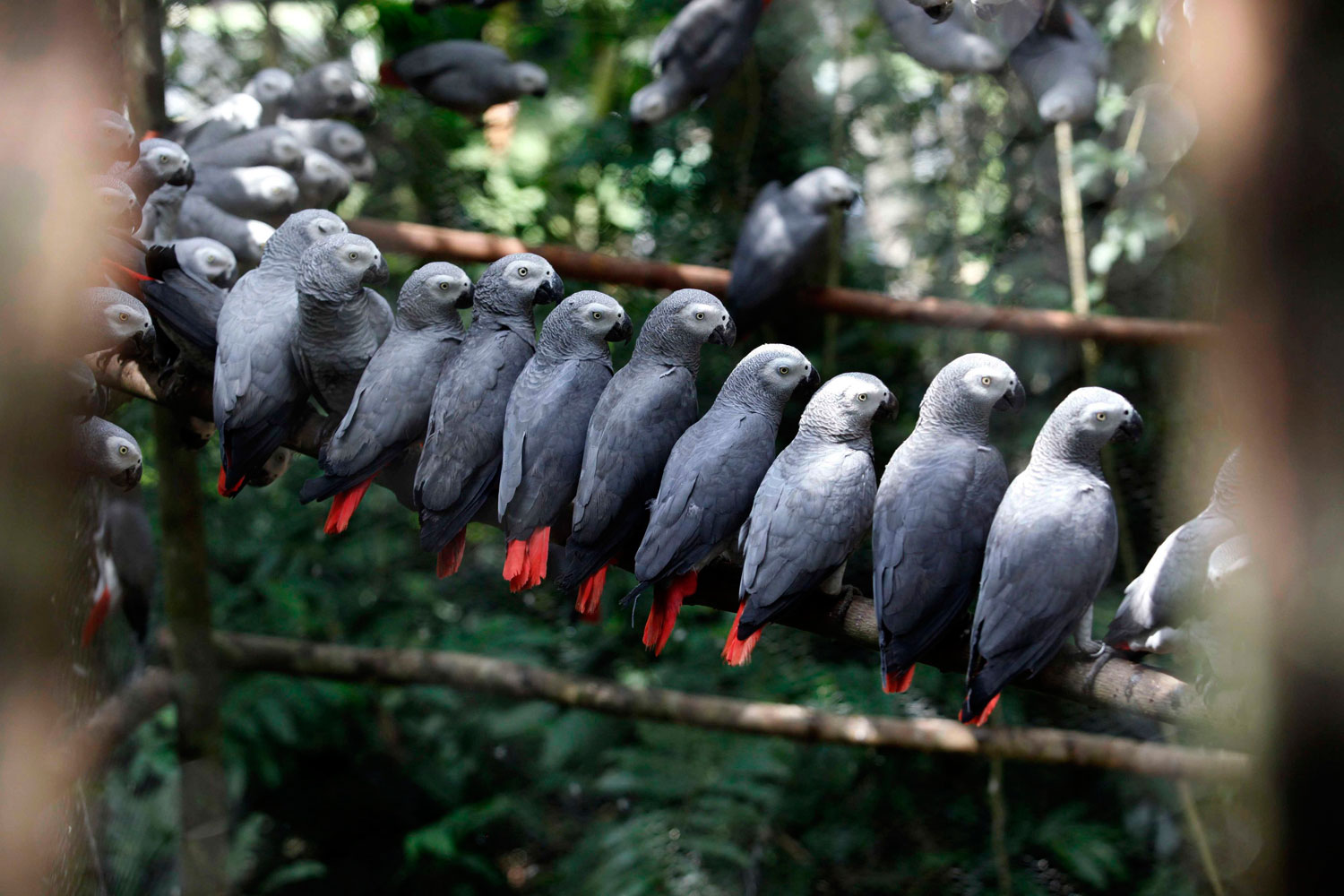 Endangered African grey parrots are kept safe in a cage before being released into Kibale National Park forest by the Uganda Wildlife Authority, 310 km (193 miles) west of Uganda's capital Kampala, July 28, 2011.