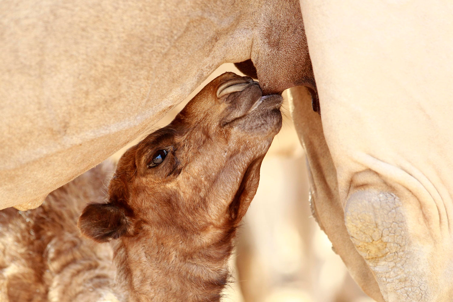 A camel suckles at its mother's udder at a water point in the Kenya-Somalia border town of Liboi, July 29, 2011. The whole of drought- and conflict-wracked southern Somalia is heading into famine as the the Horn of Africa food crisis deepens.
