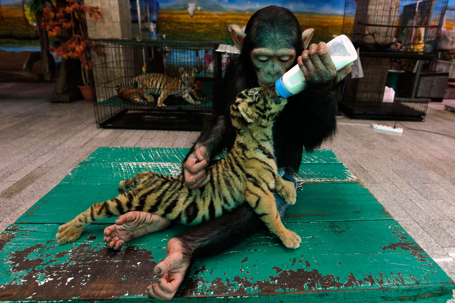 Two-year-old chimpanzee  Do Do  feeds milk to  Aorn , a 60-day-old tiger cub, at Samut Prakan Crocodile Farm and Zoo in Samut Prakan province on the outskirts of Bangkok, July 30, 2011. The crocodile farm, used as a tourist attraction, houses some 80,000 crocodiles and is the largest in Thailand.