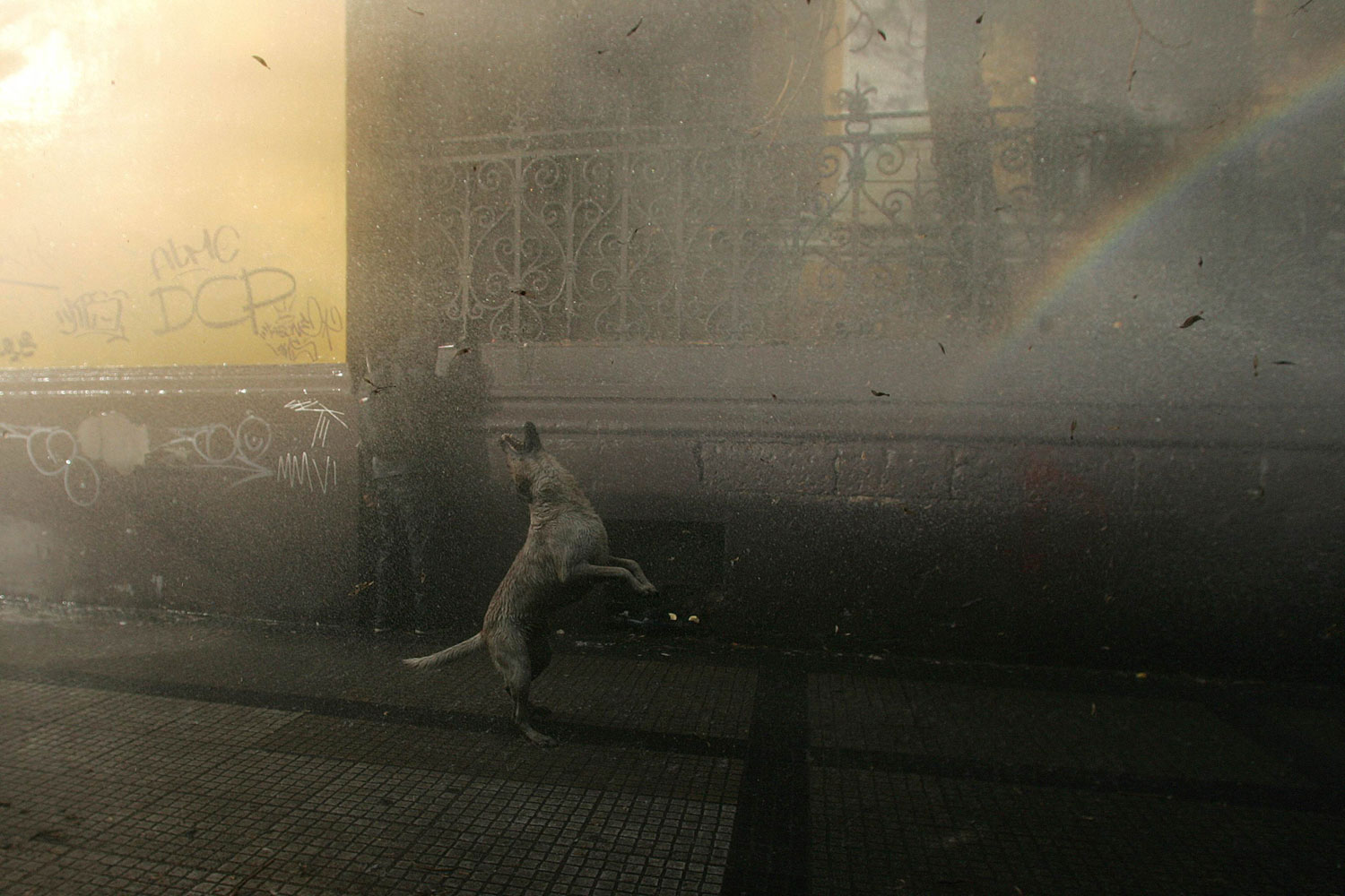 August 9, 2011. A dog jumps as it is hit by a water cannon, used on students staging a rally to demand changes in the public state education system, in Santiago Chile.