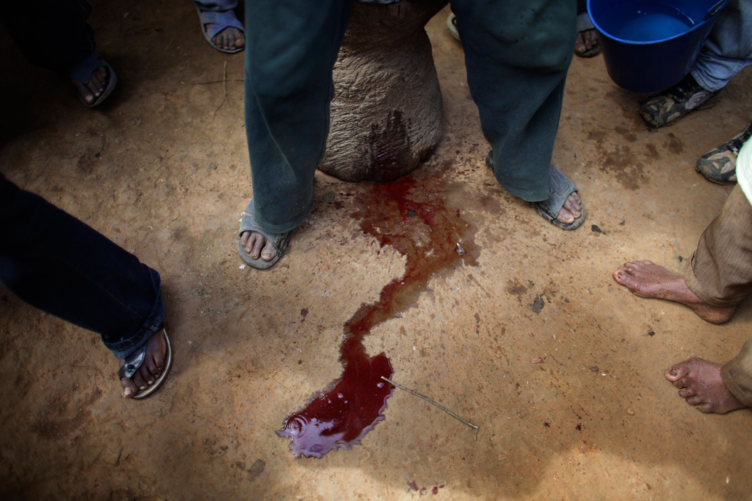 Hazolava, Madagascar. July 14, 2010. 
                               The blood from a child streams down the earth after a ritual circumcision in Madagascar. During the ritual, the man who performs the circumcision eats the foreskin of the baby…usually with a banana.