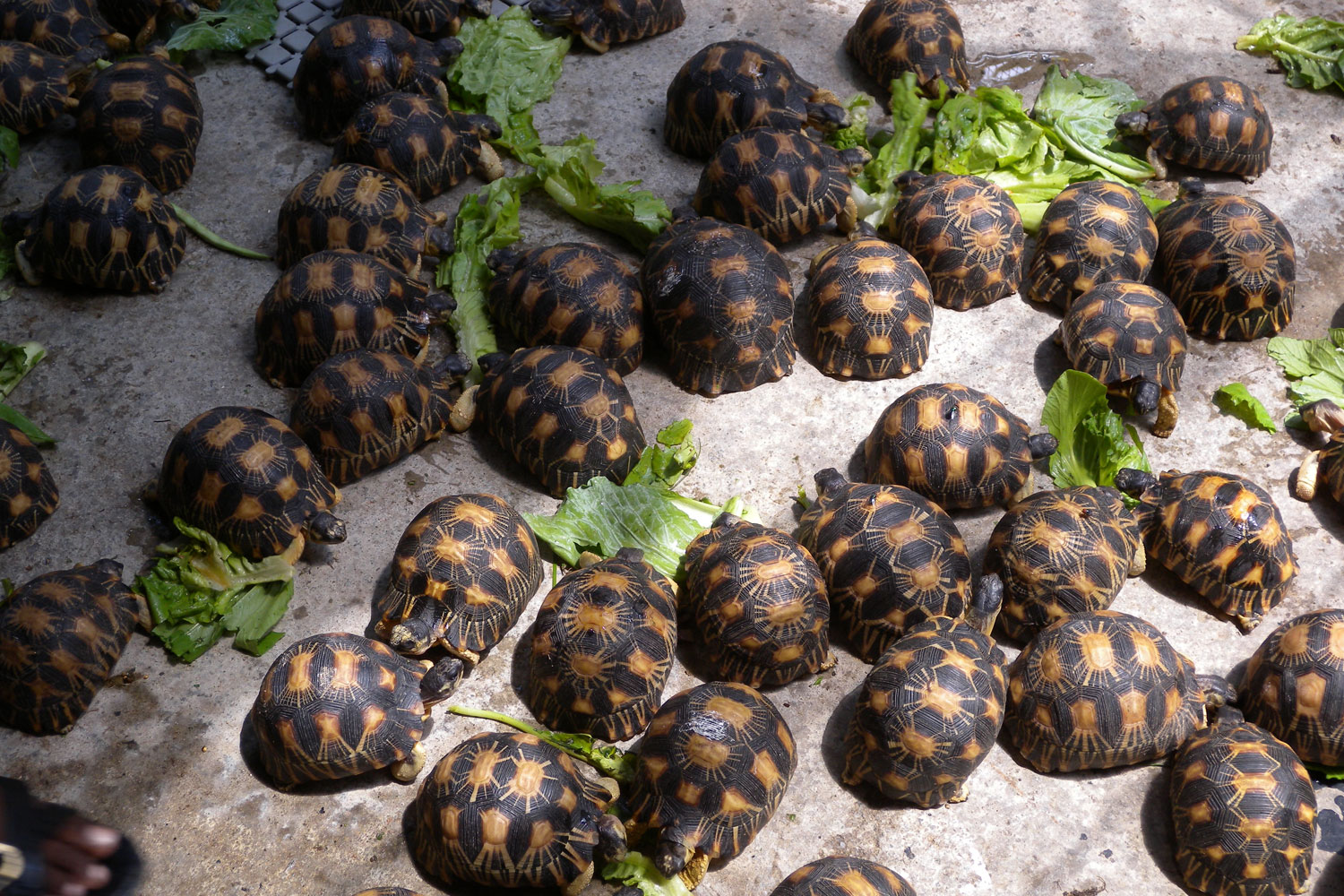 Radiated tortoises seized in Malaysia, July 28, 2011. Police in Madagascar arrested two men attempting to smuggle out nearly 200 threatened tortoises, including two dozen of the rarest species on Earth. The 26 specimens of Ploughshare tortoise (Astrochelys yniphora) seized comprise about five percent of the estimated surviving wild population of the critically endangered animal, native to northern Madagascar. Border police also found 169 Radiated tortoises (Asstrochelys radiata) and one Spider tortoise (Pyxis arachnoides), prized by collectors internationally.