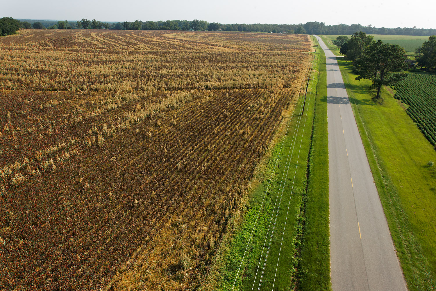 A recent brief spell of rain is enough to provide a burst of green along the road in southern Georgia, but not to rescue the failed crops at left.